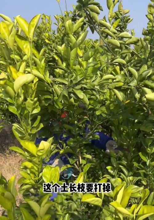 植物修枝的最佳季节是什么时候？修枝有哪些注意事项？