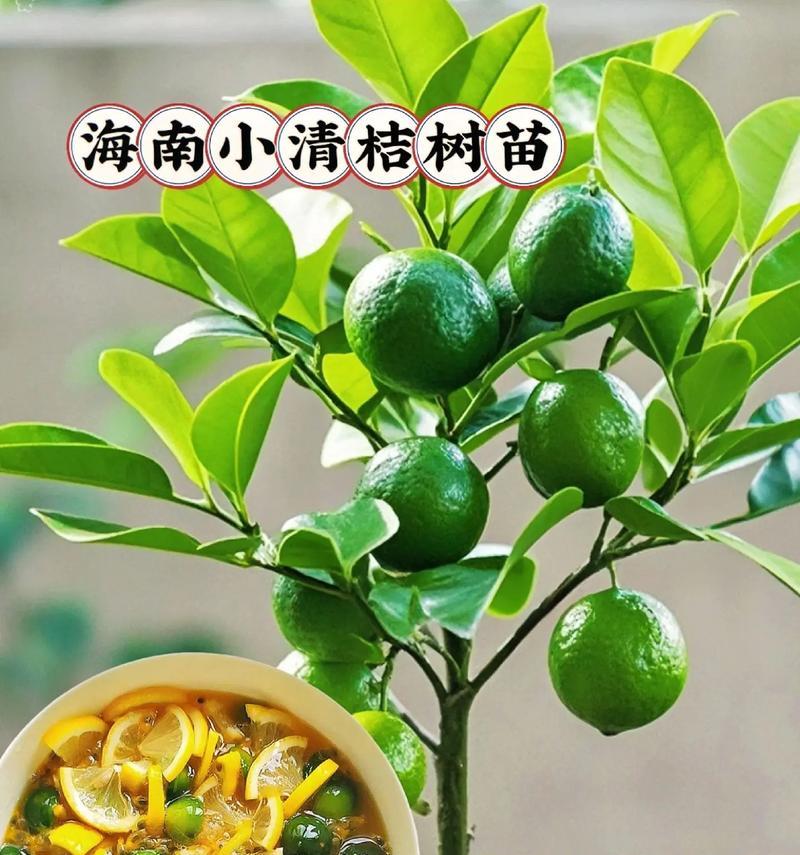 海南偷绿化盆栽的原因是什么？如何防止？