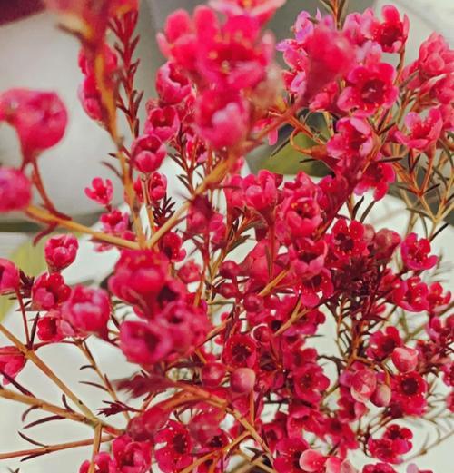 梅花的花语有哪些？品种特点和功效是什么？