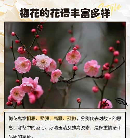 梅花的花语有哪些？品种特点和功效是什么？