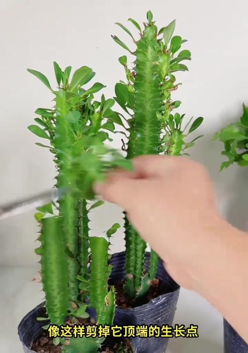 巴西龙骨修剪的正确方法是什么？修剪后如何促进其生长？