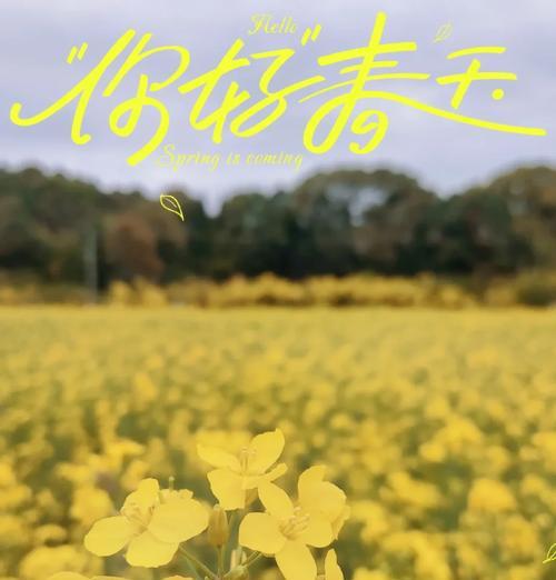 关于前程的花语是什么？哪种花象征着美好的未来？