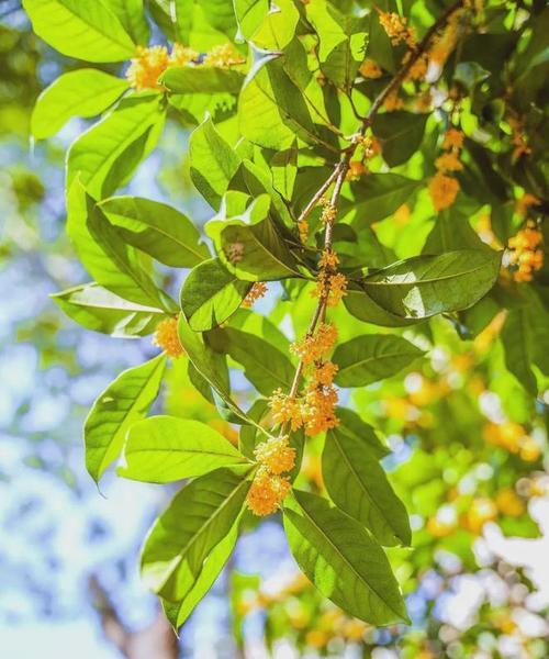 丹桂的开花季节是什么时候？如何养护以确保花开？