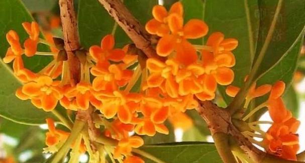 丹桂的开花季节是什么时候？如何养护以确保花开？