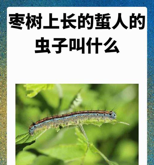 杨树上的虫子有哪些？如何防治？