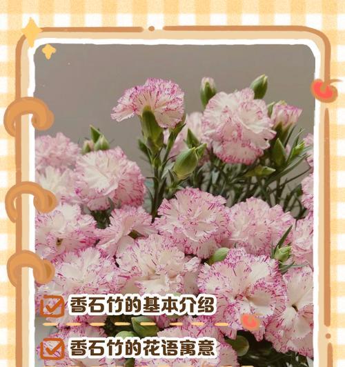 仙女石竹的花语是什么？它代表了什么寓意？
