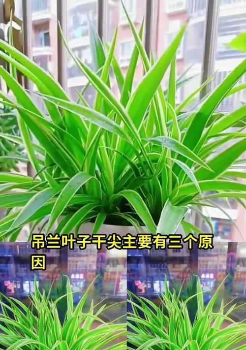 吊蓝叶子尖发黄的解决方法是什么？