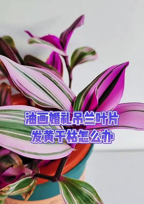 吊蓝叶子尖发黄的解决方法是什么？
