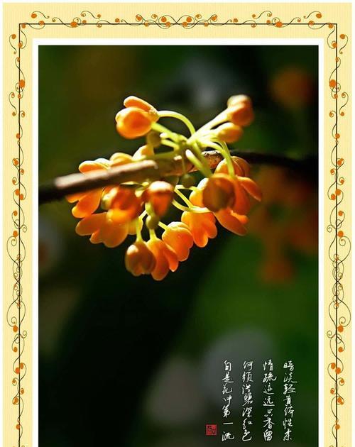桂花的花语和寓意有哪些？