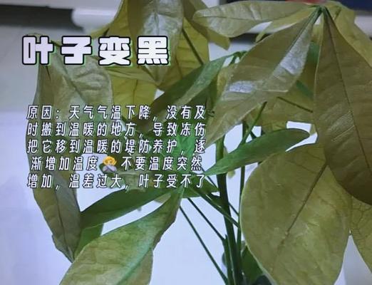 发财树叶子皱了怎么办？有哪些方法可以让叶子恢复？