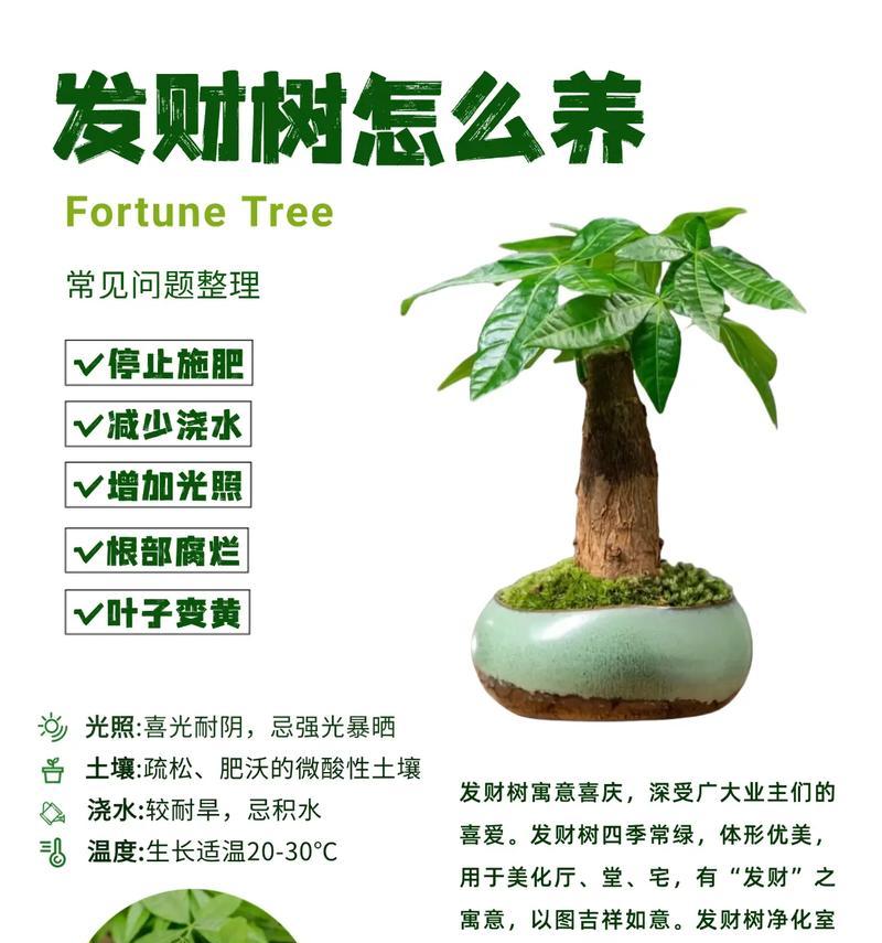 发财树叶子皱了怎么办？有哪些方法可以让叶子恢复？