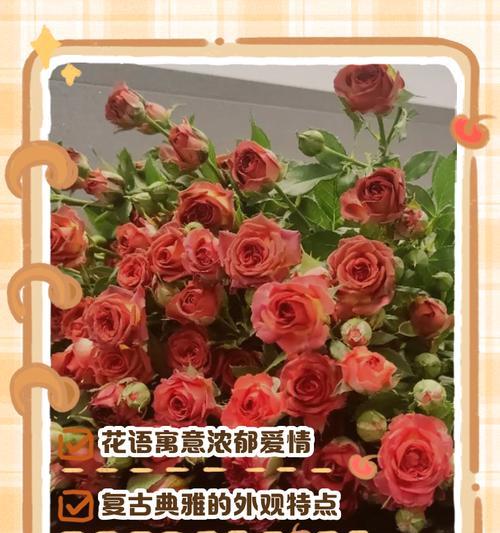 调香师玫瑰的花语寓意是什么？