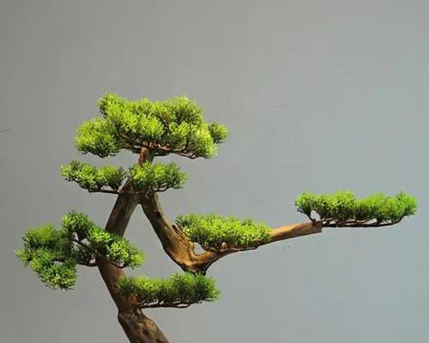 哪些野生树桩适合做盆景？如何挑选合适的树桩？