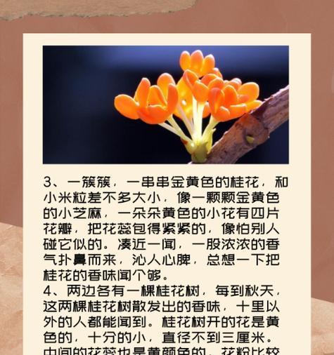 桂花的花语品种是什么？不同品种桂花的寓意有何不同？