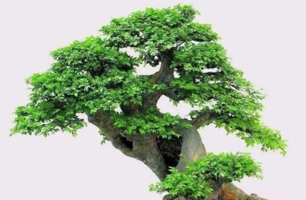 哪些野生树桩适合做盆景？如何挑选合适的树桩？