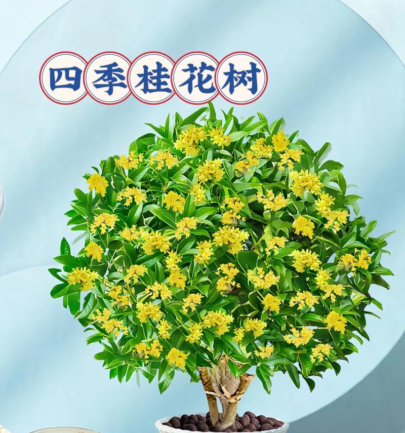 桂花的花语品种是什么？不同品种桂花的寓意有何不同？