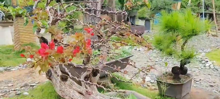 哪些野生树桩适合做盆景？如何挑选合适的树桩？