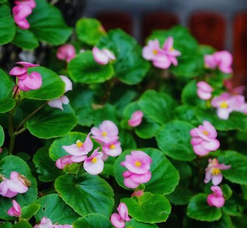 四季玻璃海棠花的养护要点是什么？如何应对季节变化？