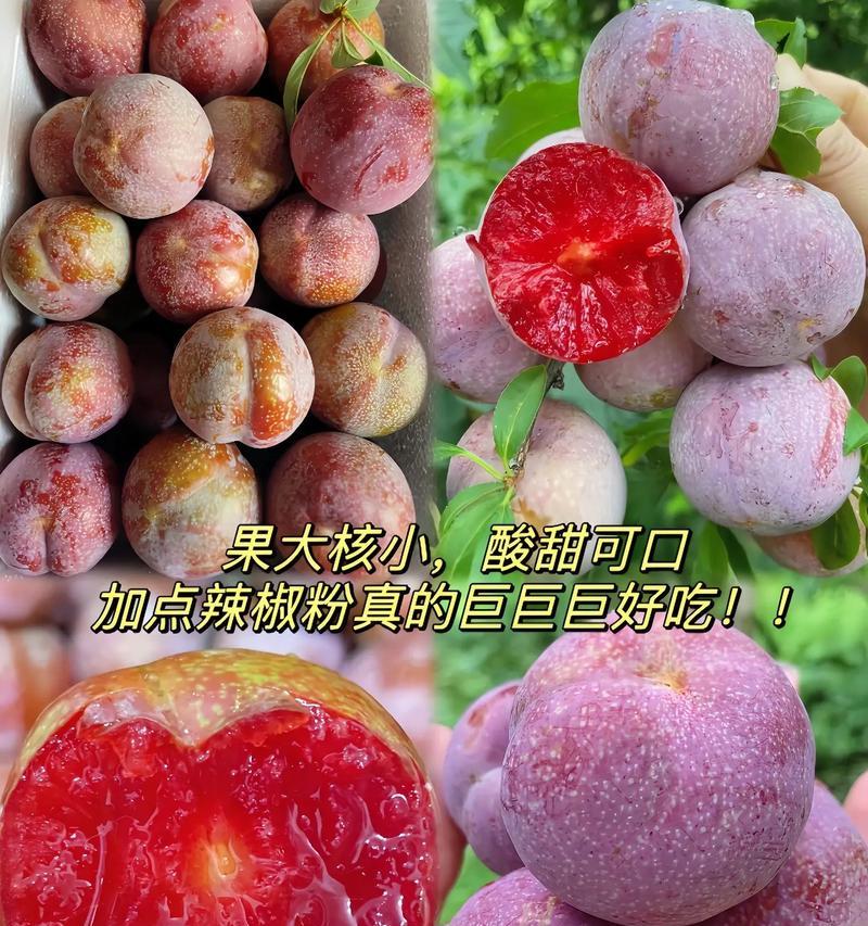 空心李子的花语有何含义？