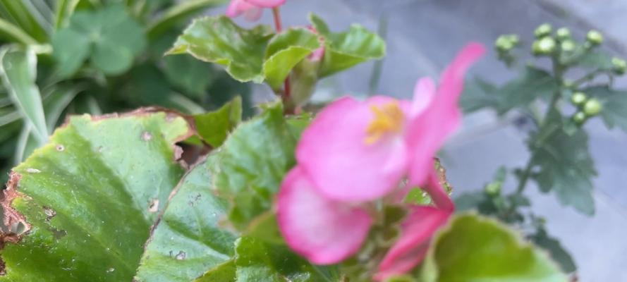 四季玻璃海棠花的养护要点是什么？如何应对季节变化？