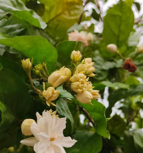 耐冬开花的寓意和花语有哪些？