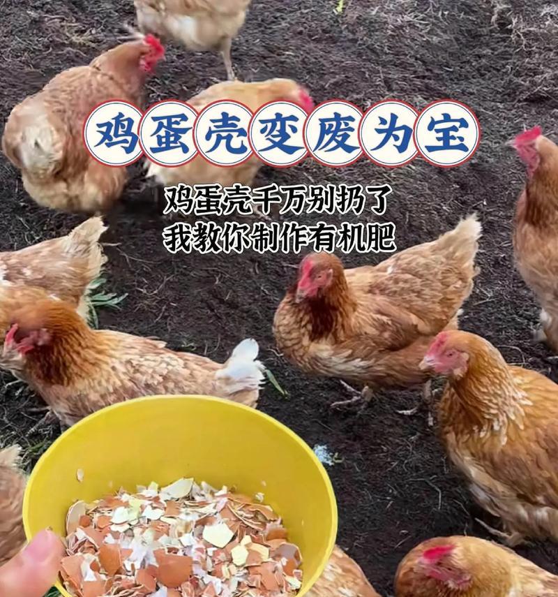 鸡蛋壳如何转化为肥料？使用鸡蛋壳肥料的好处有哪些？