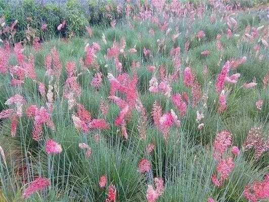秋天开放的常见花卉有哪些？如何照料这些秋季花卉？