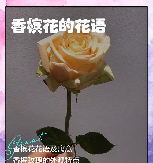 香槟玫瑰20朵的花语和寓意是什么？它们代表了什么？
