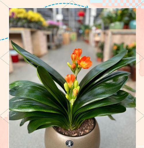 办公室环境适合哪些花卉？如何选择合适的花卉？