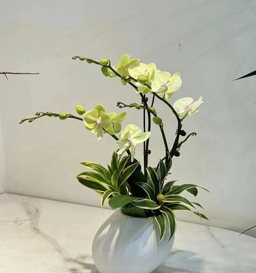 办公室环境适合哪些花卉？如何选择合适的花卉？