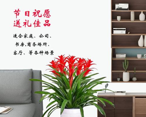 办公室环境适合哪些花卉？如何选择合适的花卉？