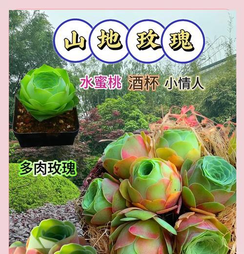 帕米尔玫瑰多肉的寓意是什么？