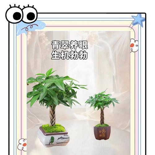 发财树换盆的正确时机是什么时候？换盆后如何护理？