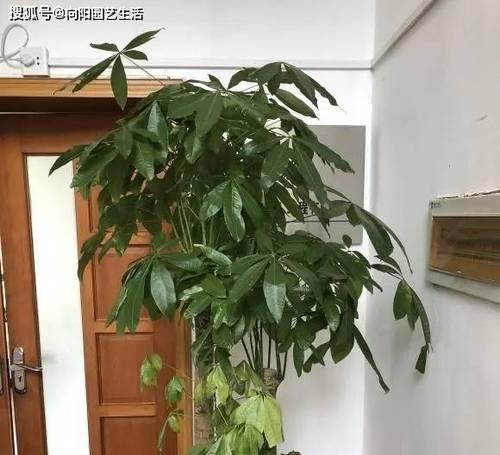 发财树换盆的正确时机是什么时候？换盆后如何护理？