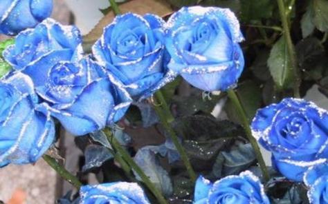 蓝色大束碎玫瑰花的花语是什么？代表了什么情感？