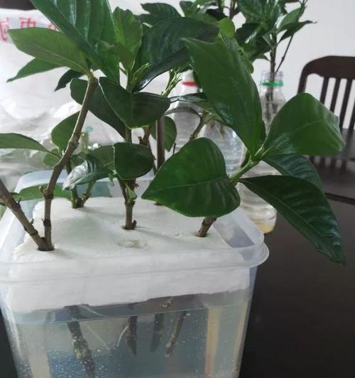 栀子花扦插的正确方法是什么？如何提高扦插成活率？