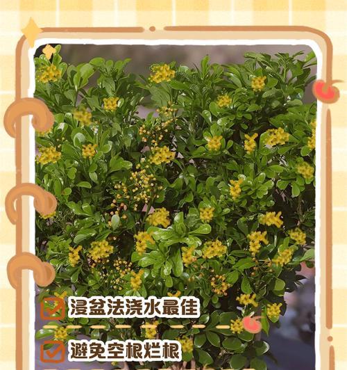 盆栽浇水的正确方法是什么？多久浇一次水合适？