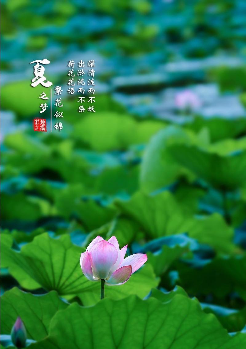 冰荷花的花语通常表达什么？
