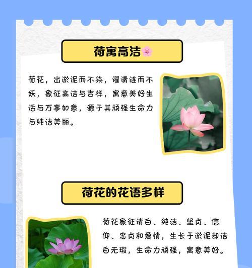 冰荷花的花语通常表达什么？