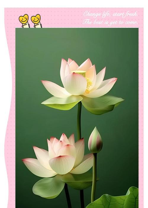 莲花束代表什么寓意？如何正确解读其花语？