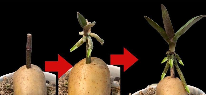兰花插养的方法是什么？如何提高成活率？