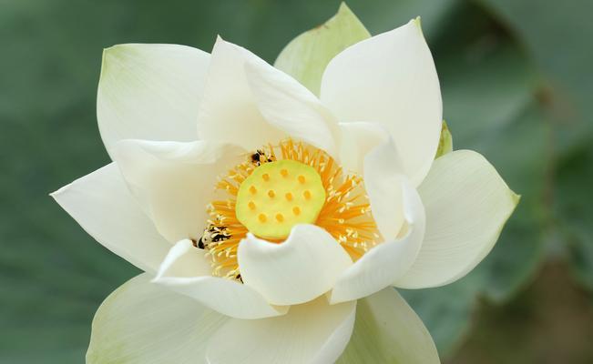 莲花束代表什么寓意？如何正确解读其花语？