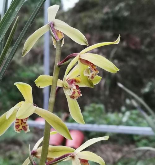 夏天兰花叶黄了怎么办？如何预防和处理？