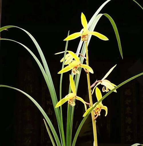 夏天兰花叶黄了怎么办？如何预防和处理？