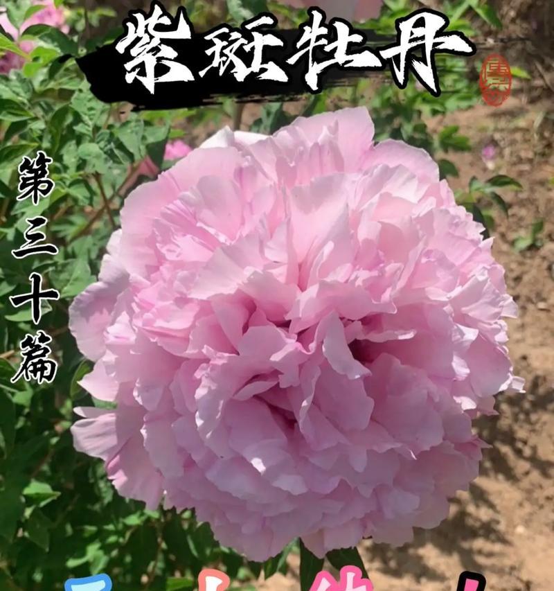 镇宅花的寓意和花语分别是什么？