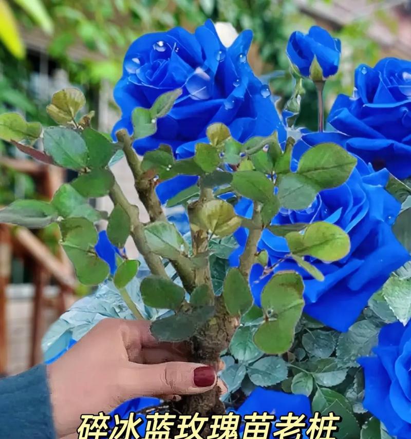 蓝边玫瑰花的含义是什么？适合送给谁？