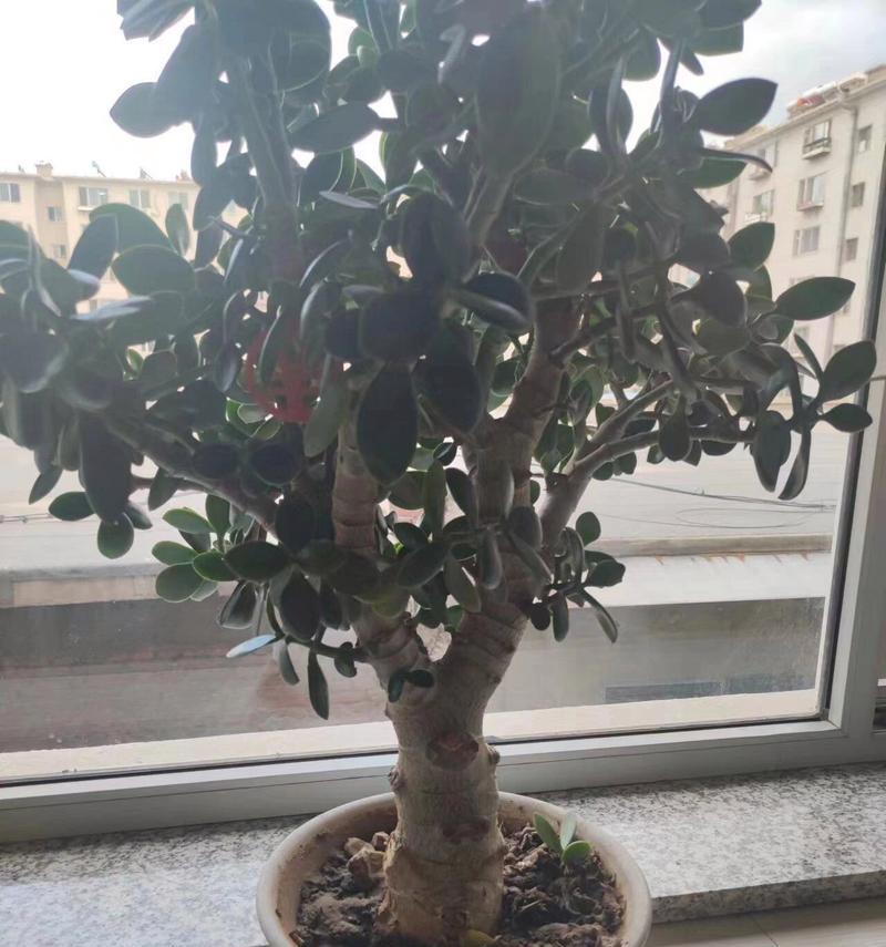 玉树的植物特性是什么？