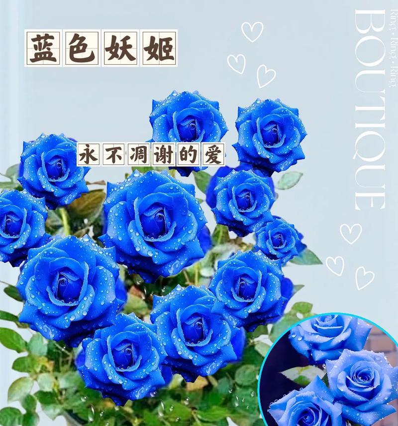 蓝边玫瑰花的含义是什么？适合送给谁？