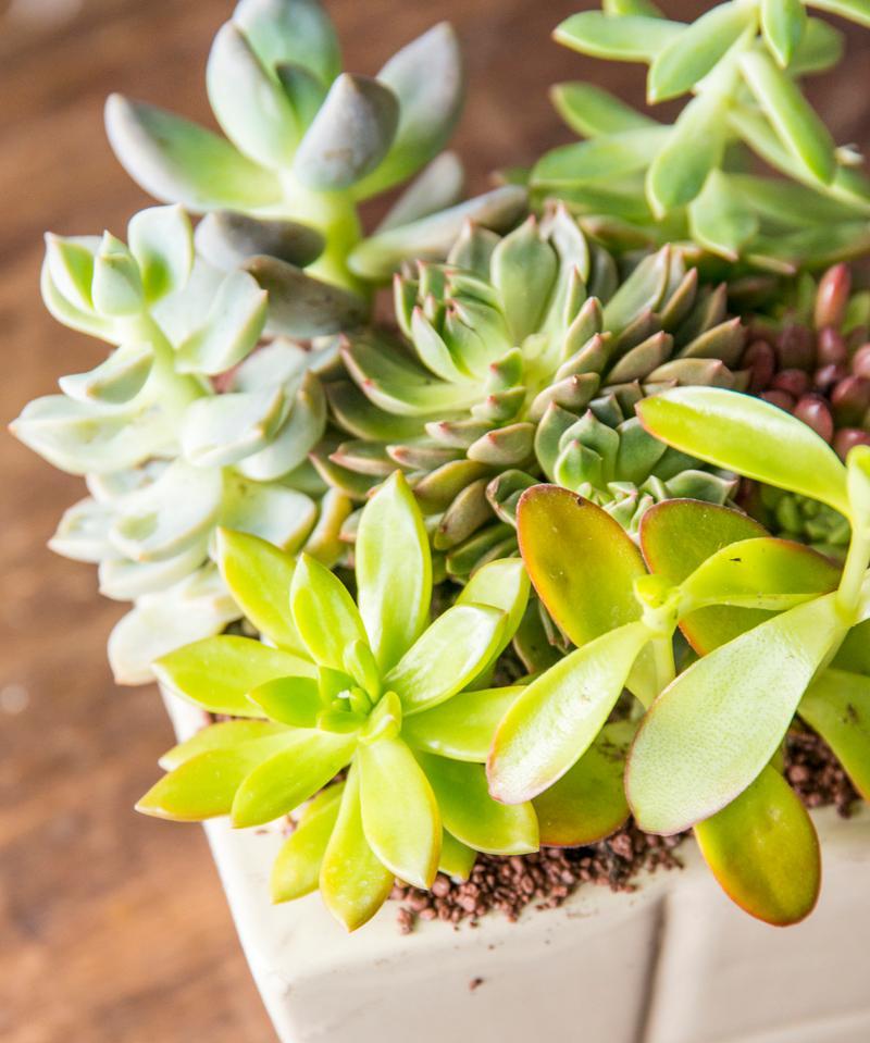 玉树的植物特性是什么？
