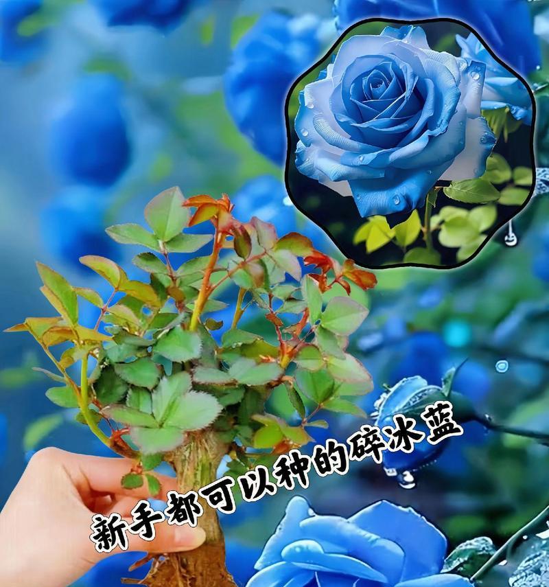 蓝边玫瑰花的含义是什么？适合送给谁？